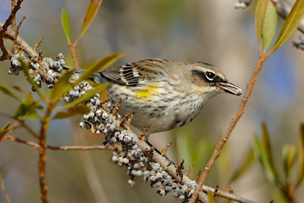 Bird eats